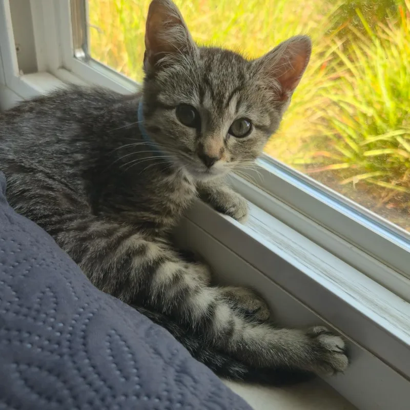 A baby small-sized female Brown / Chocolate Domestic Short Hair cat named Pip for adoption in Escondido, CA