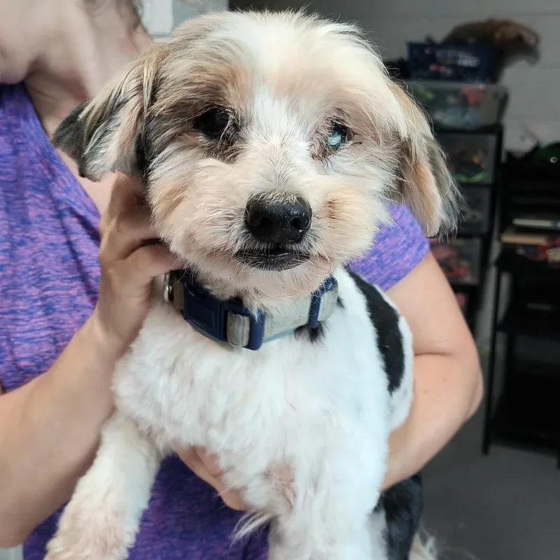 A senior small-sized female Mixed Breed dog named Darlene for adoption in Beckley, WV