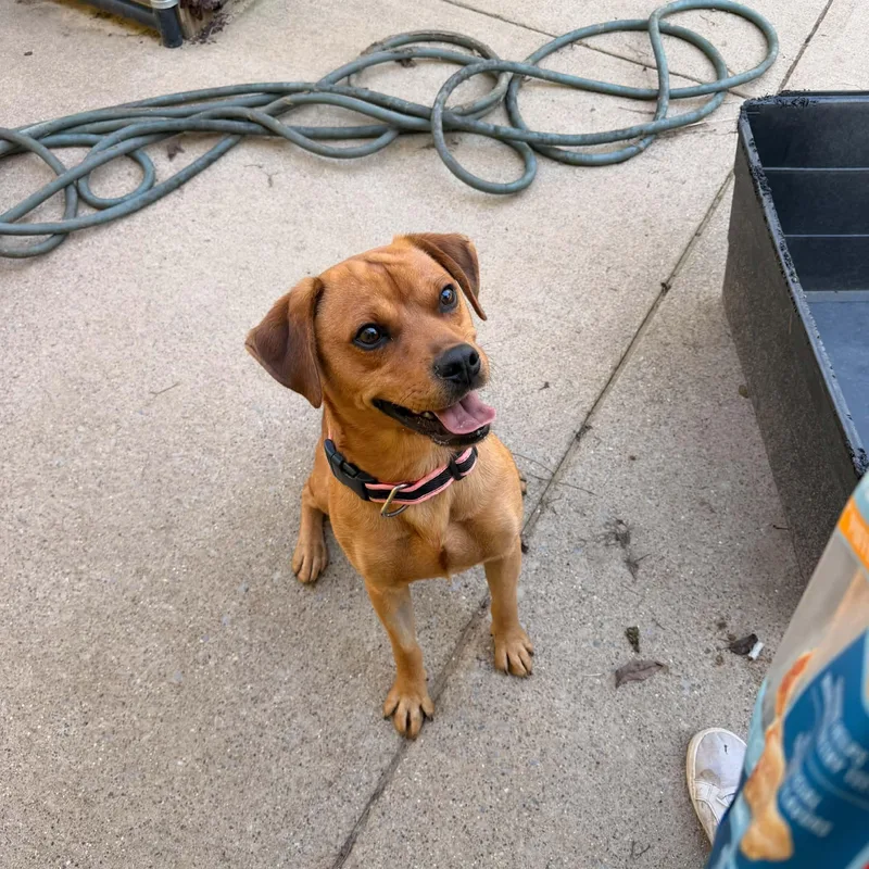 A young medium-sized male Yellow / Tan / Blond / Fawn Beagle dog named Scott for adoption in Monticello, IN