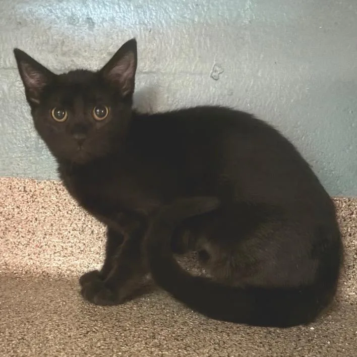 A baby small-sized female Black Domestic Short Hair cat named Bear Cub for adoption in Sarasota, FL