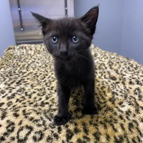 A young medium-sized female Black Domestic Short Hair cat named Lilo for adoption in LANETT, AL
