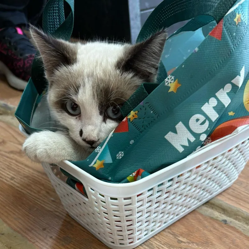 A young small-sized female White Domestic Short Hair cat named Eloise for adoption in Austin, TX