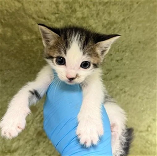 A baby small-sized female Domestic Short Hair cat named Miriam for adoption in Riverside, CA