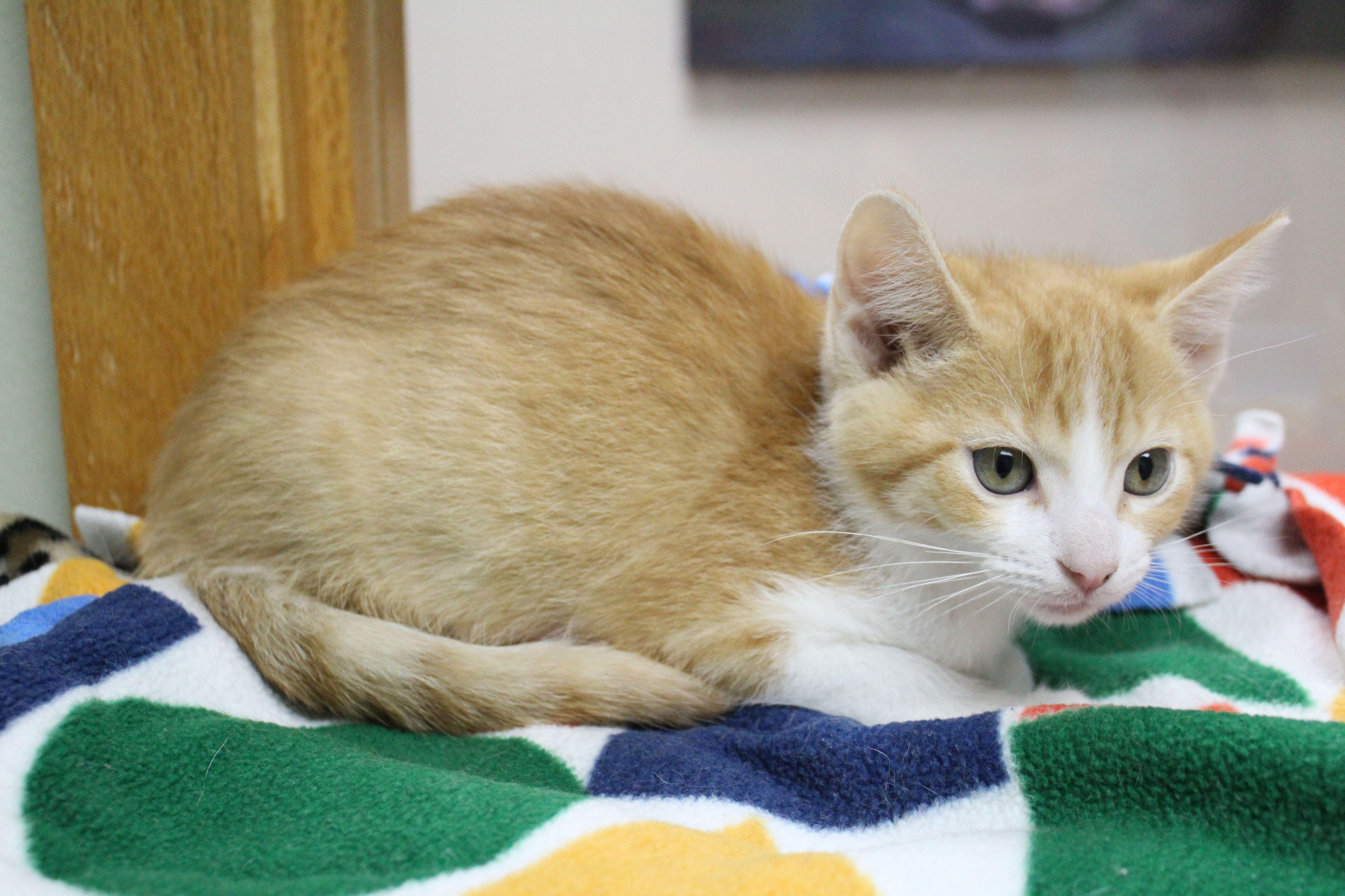 A baby medium-sized male Domestic Short Hair cat named Cicada for adoption in Portage, WI