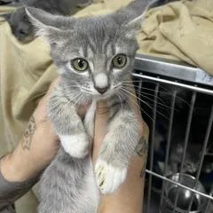 A baby small-sized female Gray / Blue / Silver Domestic Short Hair cat named Isla for adoption in Marble, NC