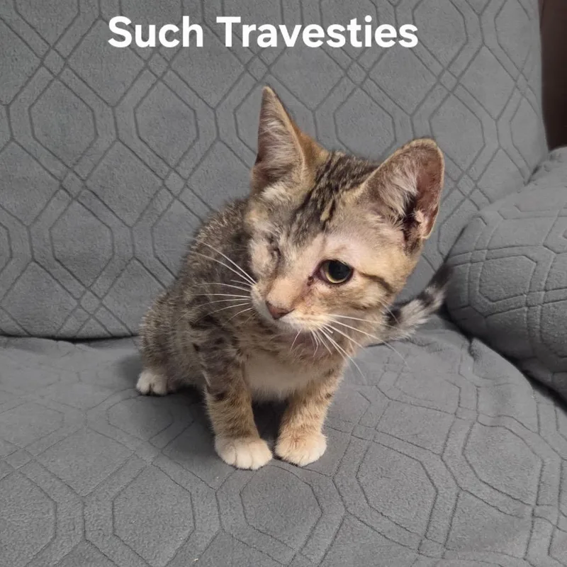 A baby small-sized female Brown / Chocolate Domestic Short Hair cat named Such Travesties for adoption in Fredericksburg, VA