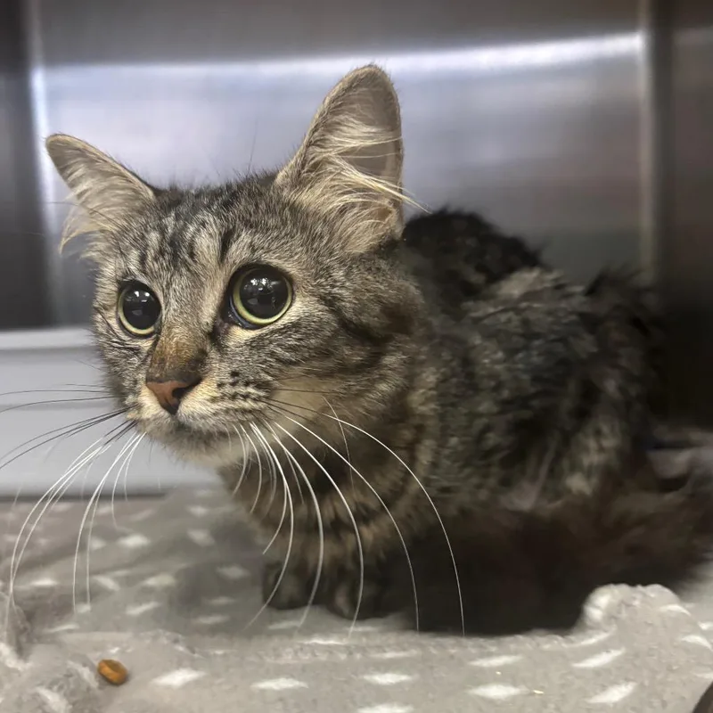 An adult medium-sized female Brown / Chocolate Domestic Medium Hair cat named Pastry for adoption in Lakeland, FL