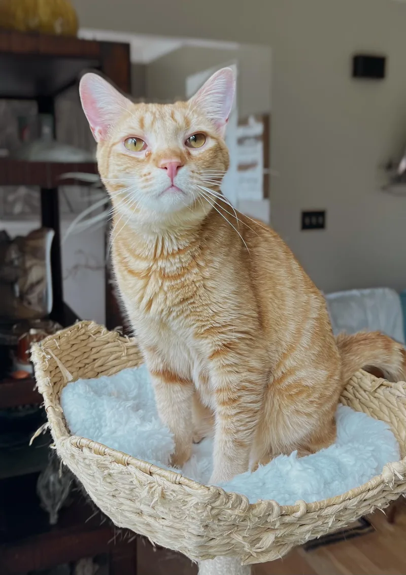 A young medium-sized male Orange / Red American Shorthair cat named King Rex for adoption in Hickory, NC