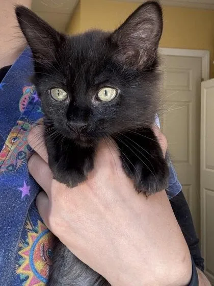 A baby small-sized male Domestic Long Hair cat named Otter Pop I for adoption in East Brookfield, MA