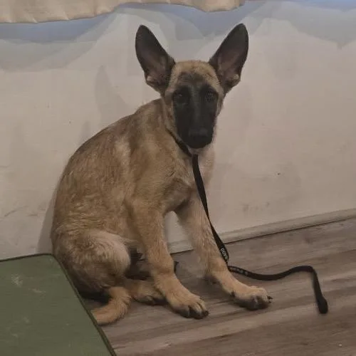 A baby medium-sized male Yellow / Tan / Blond / Fawn German Shepherd Dog dog named Silver WH for adoption in Las Vegas, NV