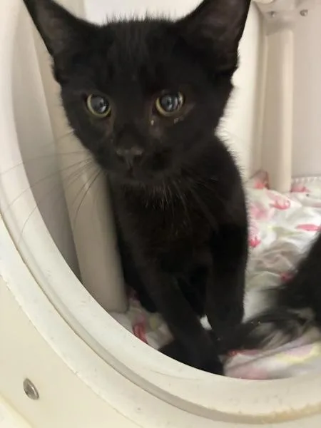 A baby small-sized male Domestic Short Hair cat named Batman for adoption in Salt Lake City, UT