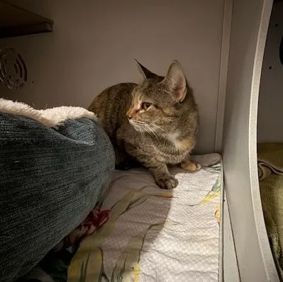 An adult medium-sized female Torbie Domestic Short Hair cat named Salsa for adoption in Honesdale, PA