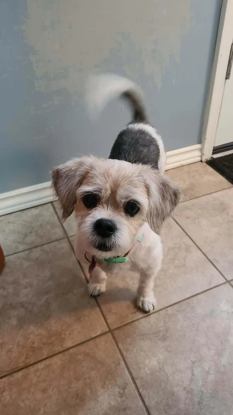 An adult small-sized female Shih Tzu dog named Lady Stella for adoption in Boardman, OH