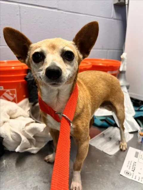 A senior small-sized female Chihuahua dog named Yuzu for adoption in Woodland, CA