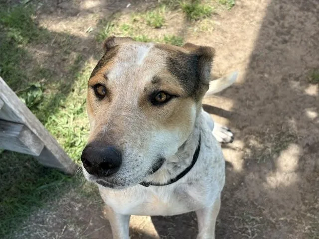 A young medium-sized male Australian Cattle Dog / Blue Heeler dog named Farmboi for adoption in Tulsa, OK