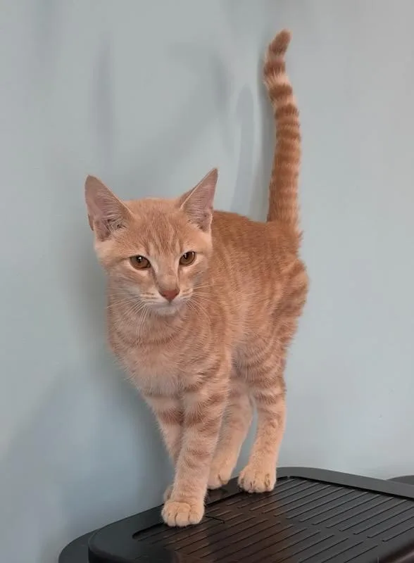 A baby medium-sized male Domestic Short Hair cat named Clark for adoption in Mt Pleasant, SC
