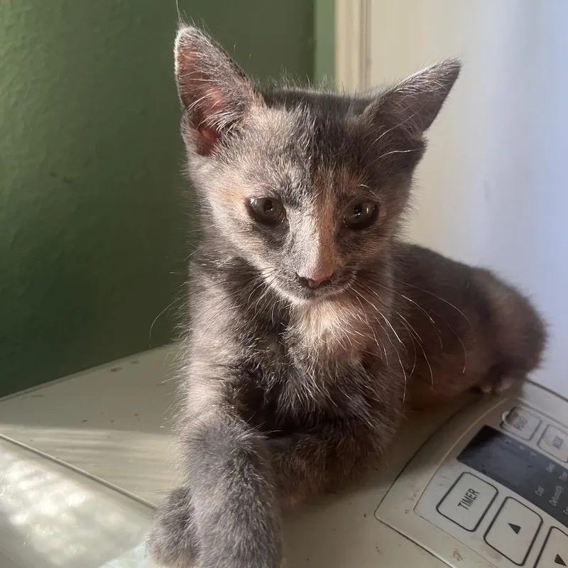 A baby small-sized female Tortoiseshell Domestic Short Hair cat named Baja Blast for adoption in Pleasant Hill, CA