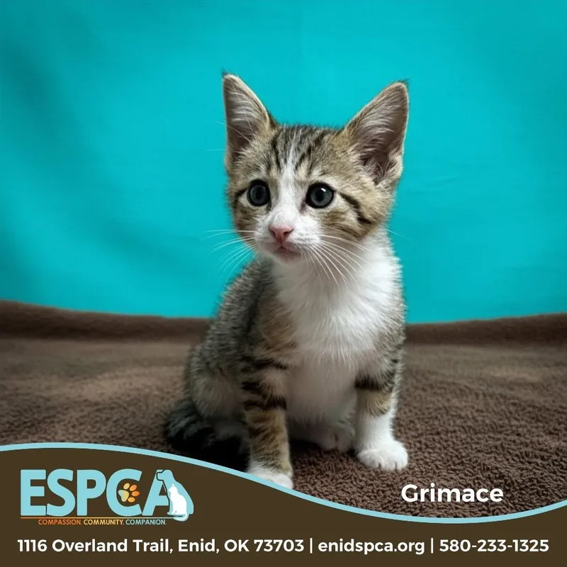 A baby small-sized male Brown / Chocolate Domestic Short Hair cat named Grimace for adoption in Enid, OK