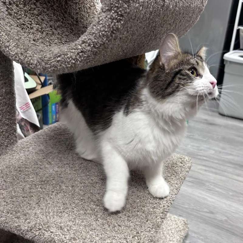 A young medium-sized female Tabby (Gray / Blue / Silver) Domestic Medium Hair cat named Nova for adoption in Blaine, MN