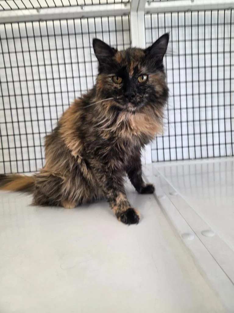 A young large-sized female Domestic Long Hair cat named Holly for adoption in Green River, WY