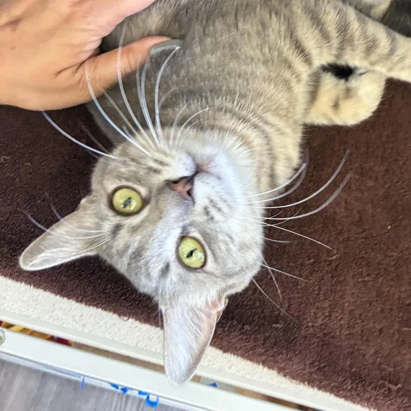 A young medium-sized female Brown / Chocolate Domestic Short Hair cat named Carlotta for adoption in Redwood City, CA