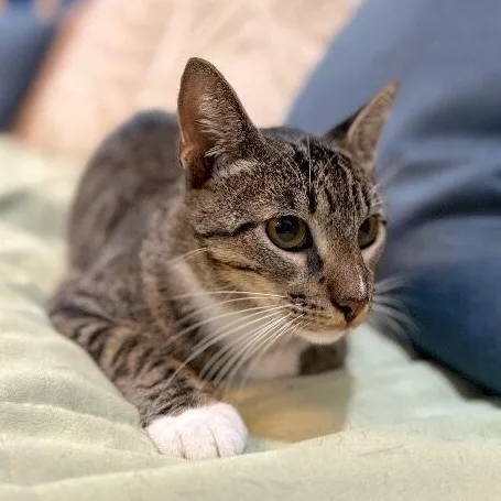 An adult medium-sized male Tabby (Brown / Chocolate) Tabby cat named Smokey Tragarz for adoption in Friendswood, TX
