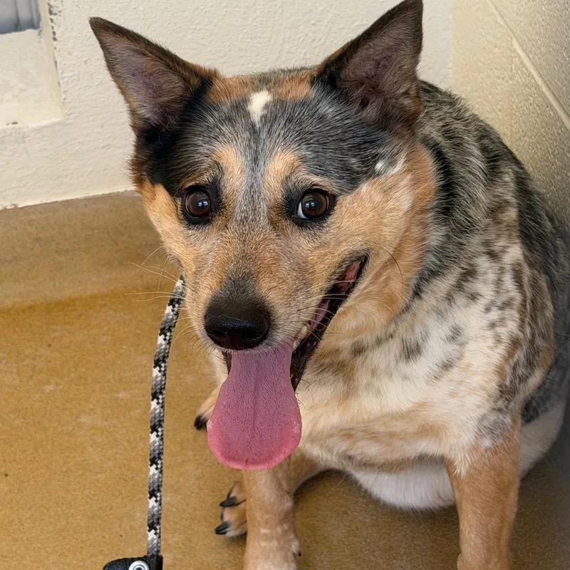 A senior medium-sized female Mixed Breed dog named Essa for adoption in Asheville, NC