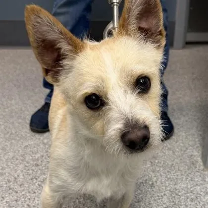 Canelo