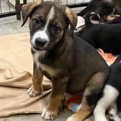A baby large-sized female Bernese Mountain Dog dog named Elizabeth for adoption in Morton Grove, IL