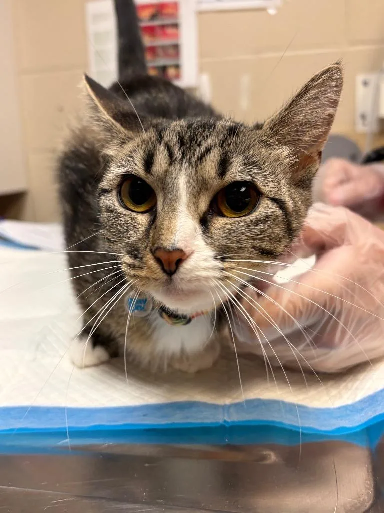 A baby medium-sized female Domestic Short Hair cat named Stella for adoption in Wintersville, OH