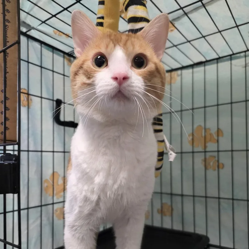 An adult large-sized male Orange / Red Domestic Short Hair cat named Kody for adoption in Oshkosh, WI