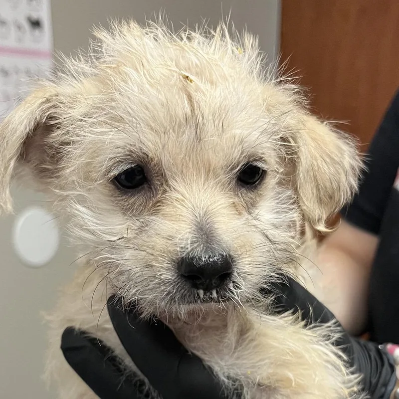 A baby small-sized female Yellow / Tan / Blond / Fawn Terrier dog named Twix for adoption in Yuma, AZ