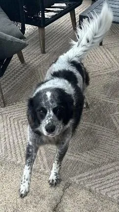 Bandit