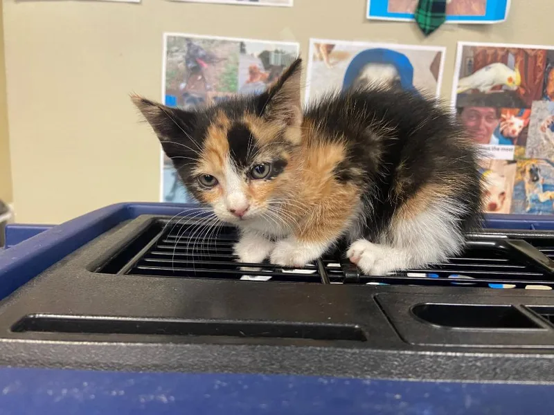 A baby medium-sized female Domestic Short Hair cat named Cat Condo for adoption in Greenville, TX