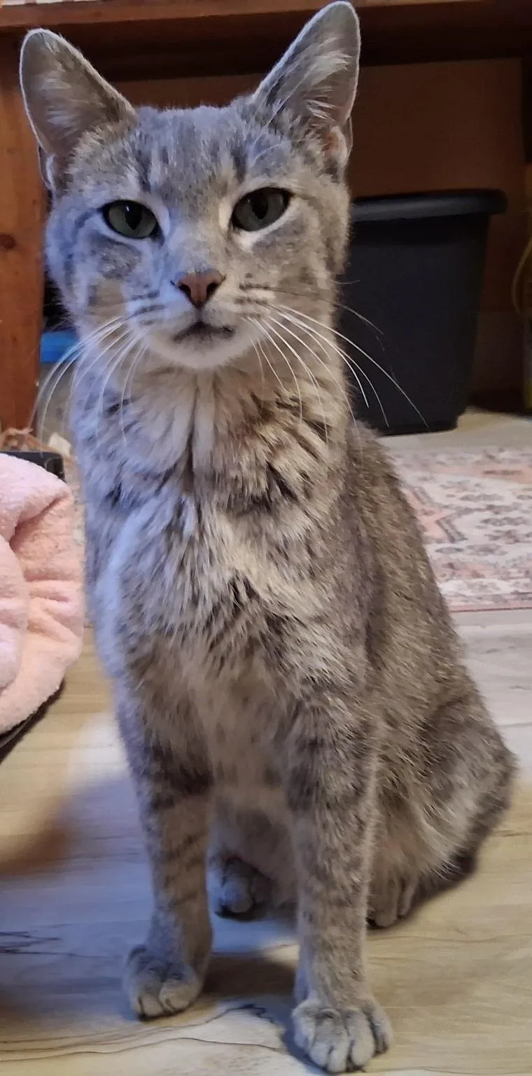 An adult medium-sized female Gray / Blue / Silver Domestic Short Hair cat named Dahlia for adoption in Webster City, IA