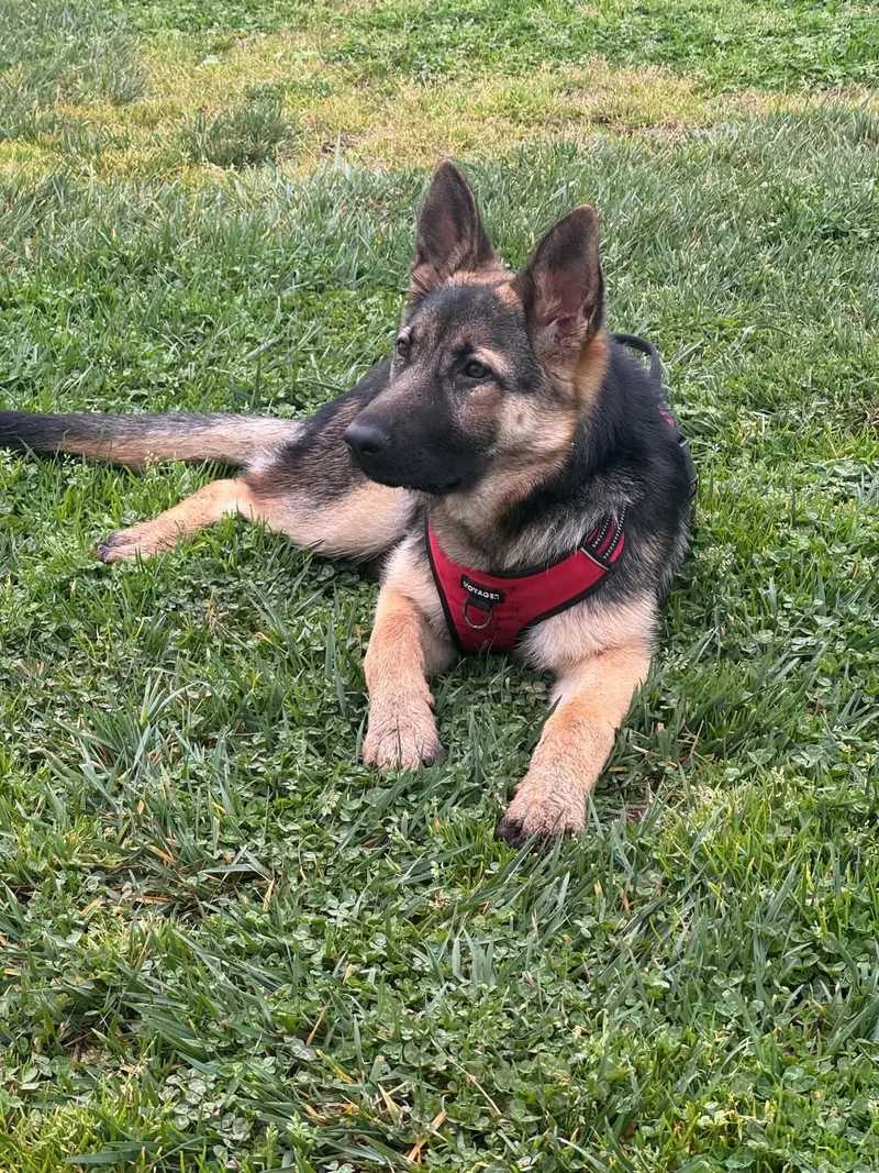 A young large-sized female German Shepherd Dog dog named Freya for adoption in Rio Linda, CA