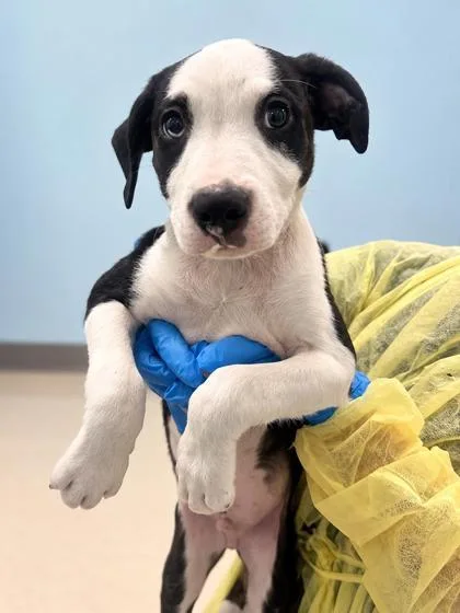 A young medium-sized male Terrier dog named Beavis for adoption in Gulfport, MS
