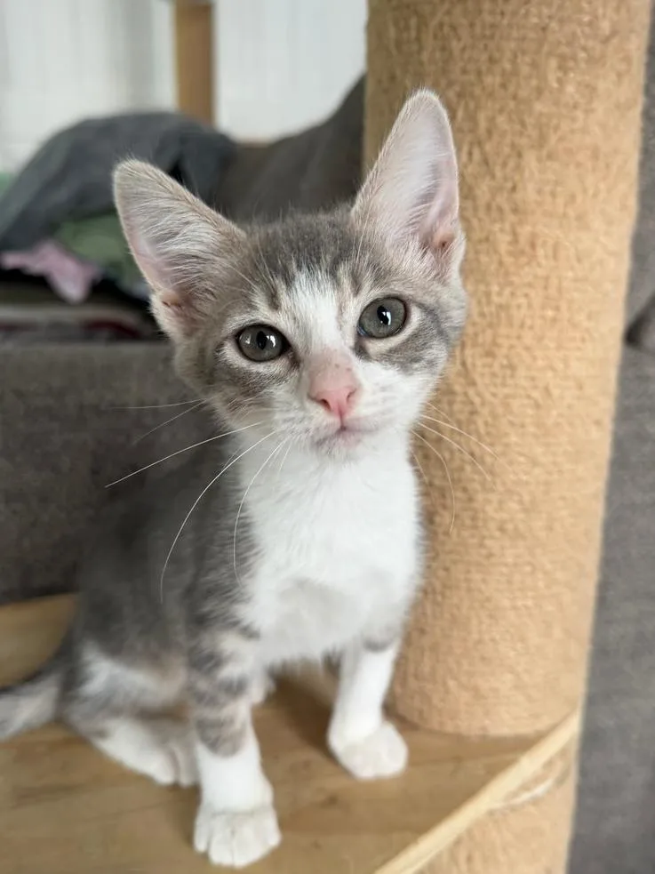 A baby small-sized female Gray & White Domestic Short Hair cat named Caterina for adoption in Wellington, FL
