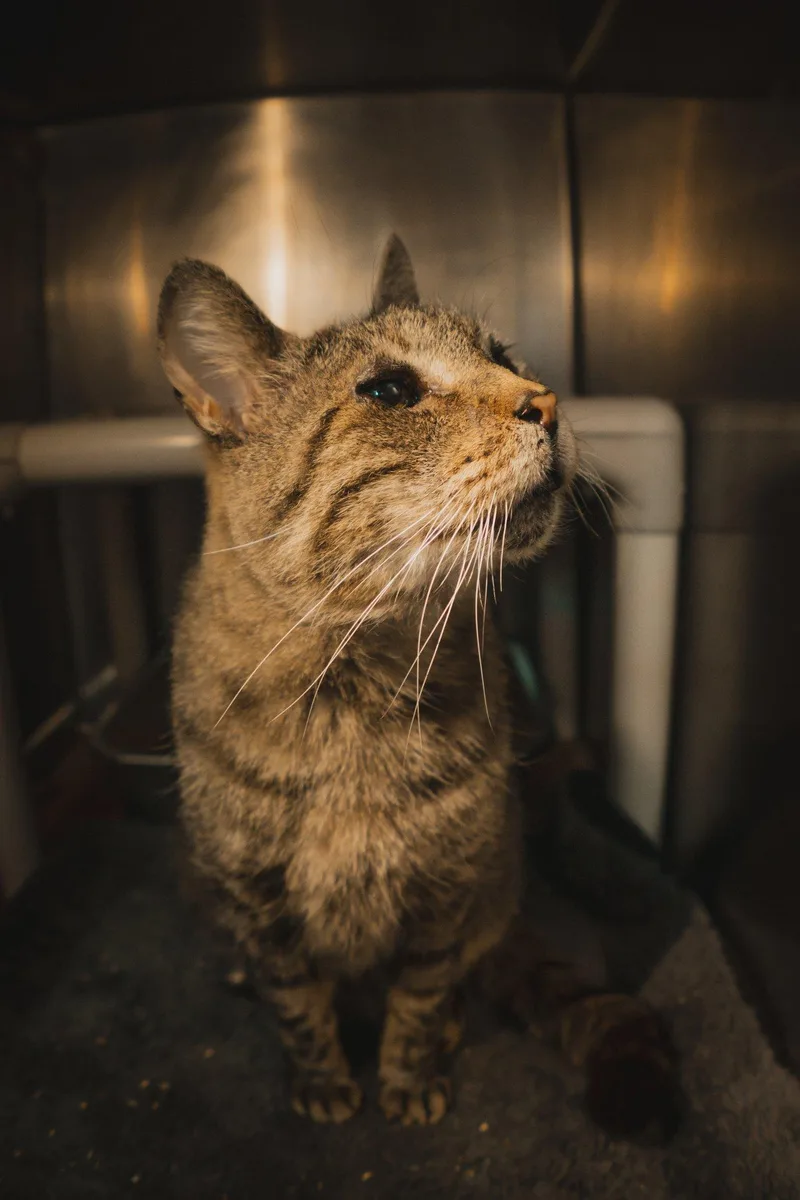 A senior large-sized male Domestic Short Hair cat named Charlie for adoption in Herndon, VA