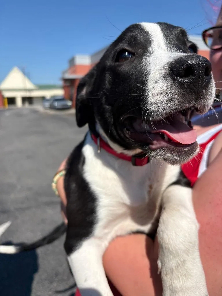 A baby medium-sized female Mixed Breed dog named June for adoption in Effingham, SC