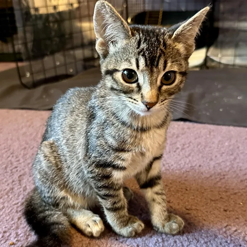 A baby small-sized female Brown / Chocolate Domestic Short Hair cat named Aelin for adoption in Santa Rosa, CA