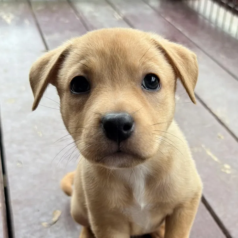 Maple