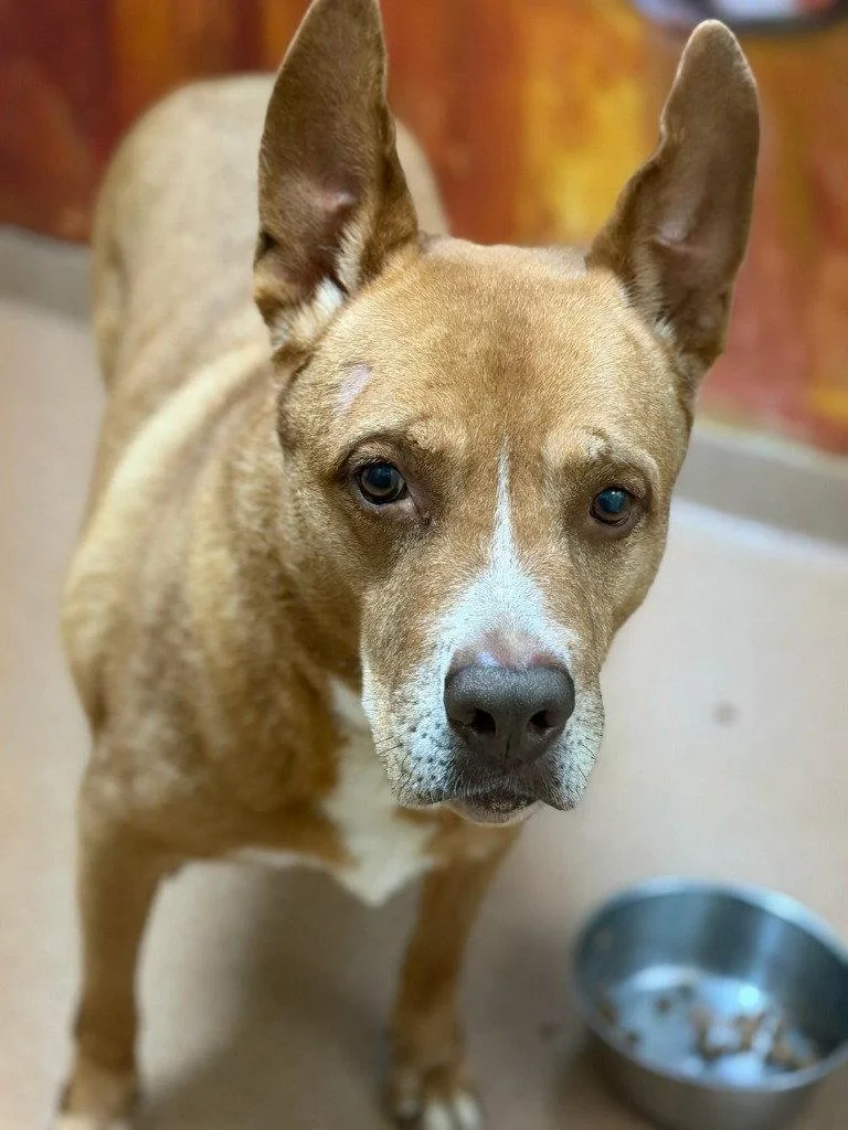 An adult large-sized male Cattle Dog dog named Monacan for adoption in Lovingston, VA