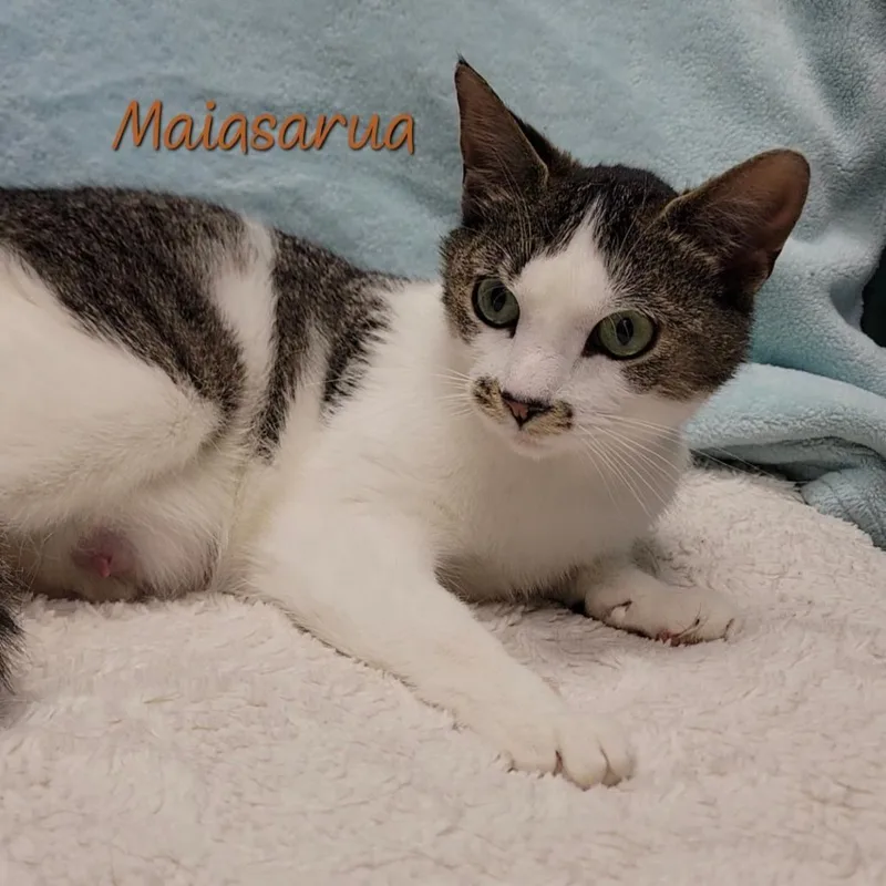 Maiasuara