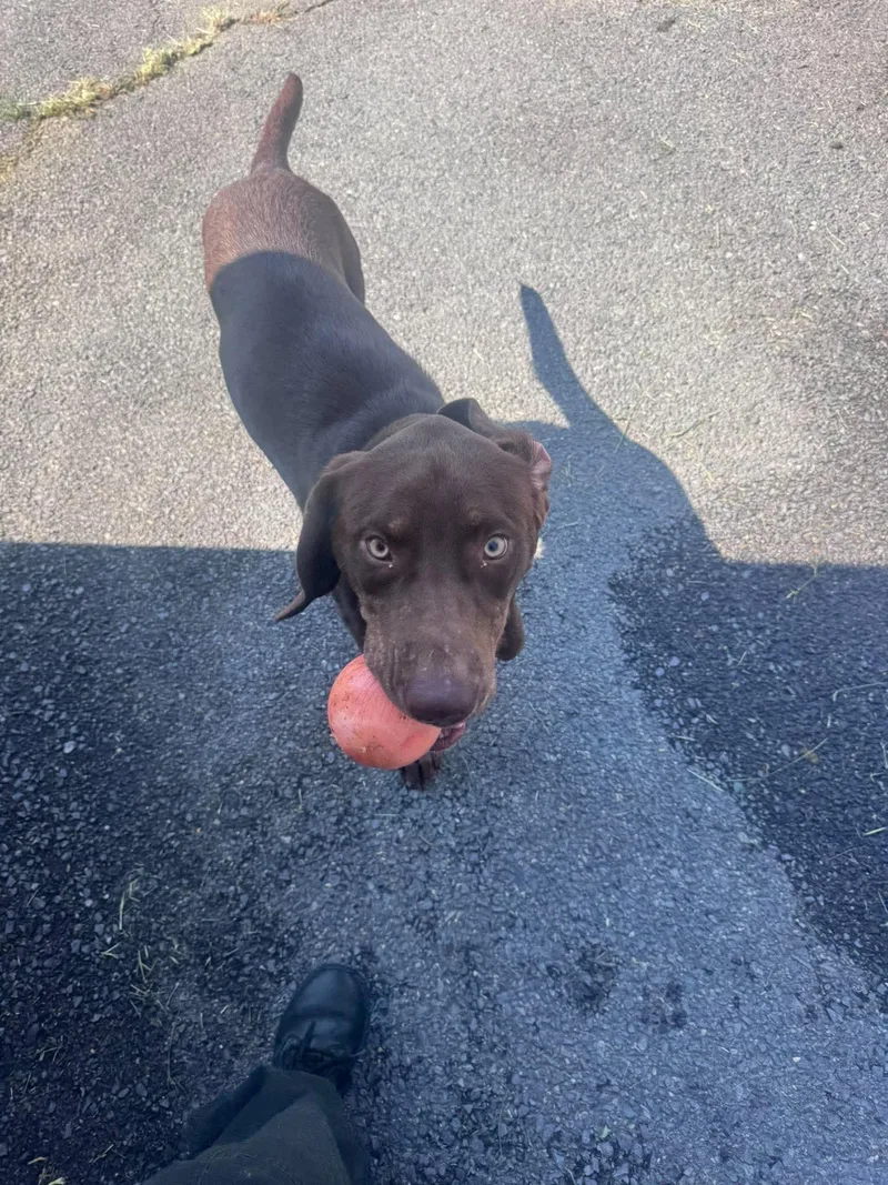 A young medium-sized male Labrador Retriever dog named Brody for adoption in Tappahannock, VA