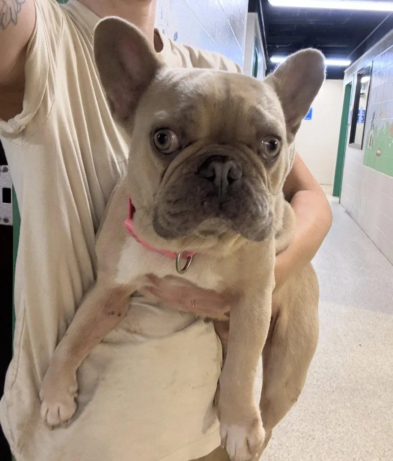 An adult medium-sized female French Bulldog dog named Mj for adoption in Bothell, WA
