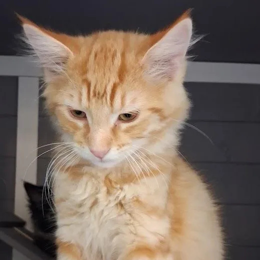 A baby medium-sized male Domestic Short Hair cat named Pete for adoption in Mesquite, NV