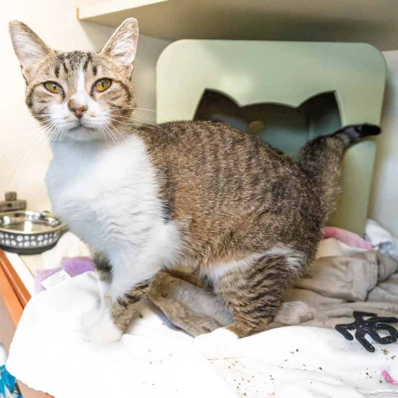 A young medium-sized female Brown / Chocolate American Shorthair cat named Jessie for adoption in South Elgin, IL