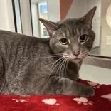A senior large-sized male Gray & White Domestic Short Hair cat named Finn for adoption in Hilliard, OH