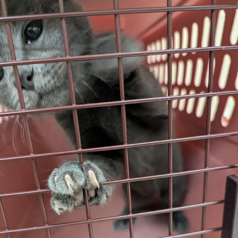 A baby small-sized male Gray / Blue / Silver Domestic Short Hair cat named Ruffles for adoption in Lynchburg, VA